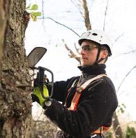 Tree Lopping Carindale image 5